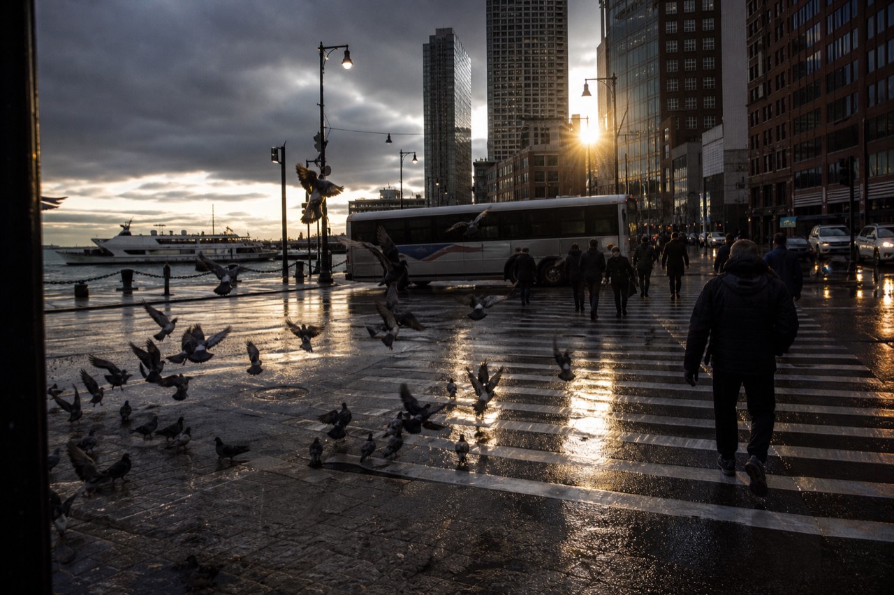 A crowded crosswalk at street level in late afternoon, low sun flaring between towers, a bus stopped mid-frame, pigeons lifting off wet asphalt.