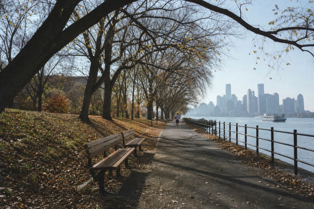 A park path in early autumn with bare-branched elms arching overhead, benches along one side, a jogger far down the path in soft grey morning light.