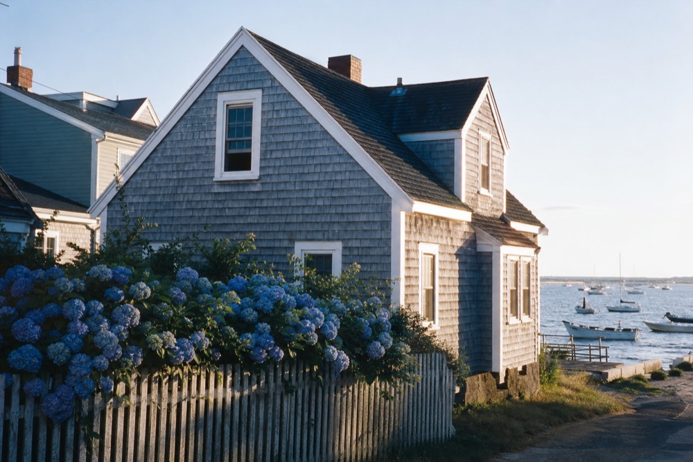 Weathered grey-shingled beach cottage behind a low picket fence, heavy blue hydrangea blooms leaning over the pickets, late afternoon sun on salt-scoured clapboard