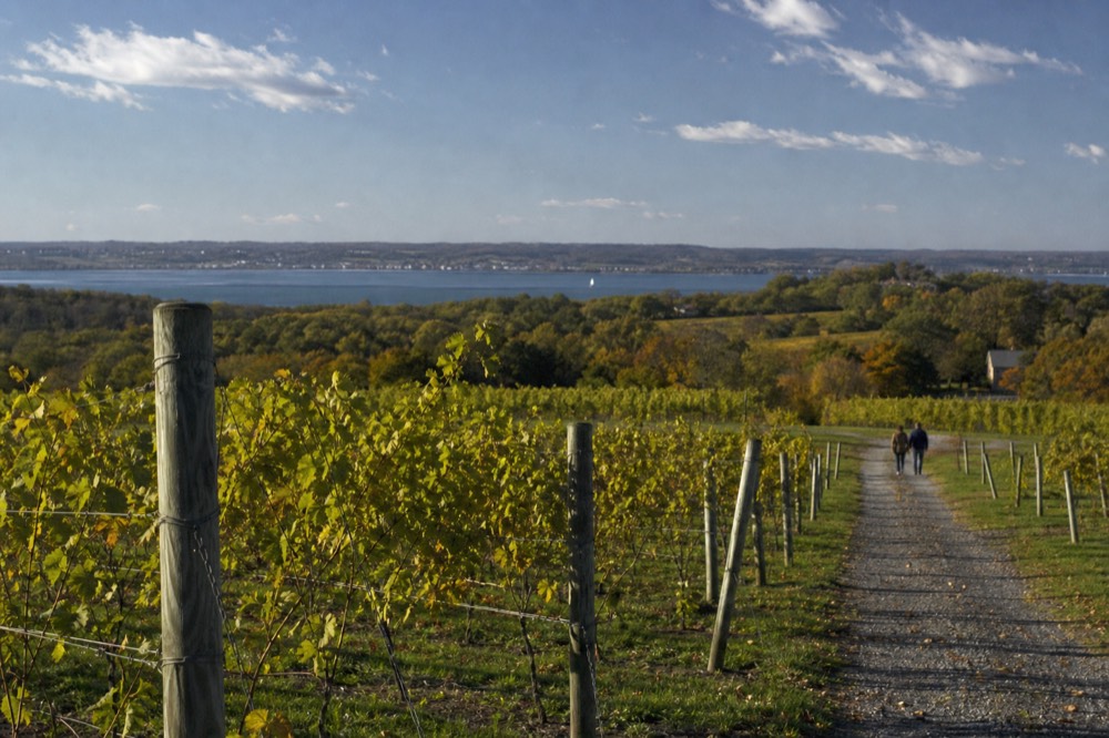Rows of trellised grapevines on rolling farmland under a broad summer sky, gravel track running between the rows, wooden posts throwing long shadows